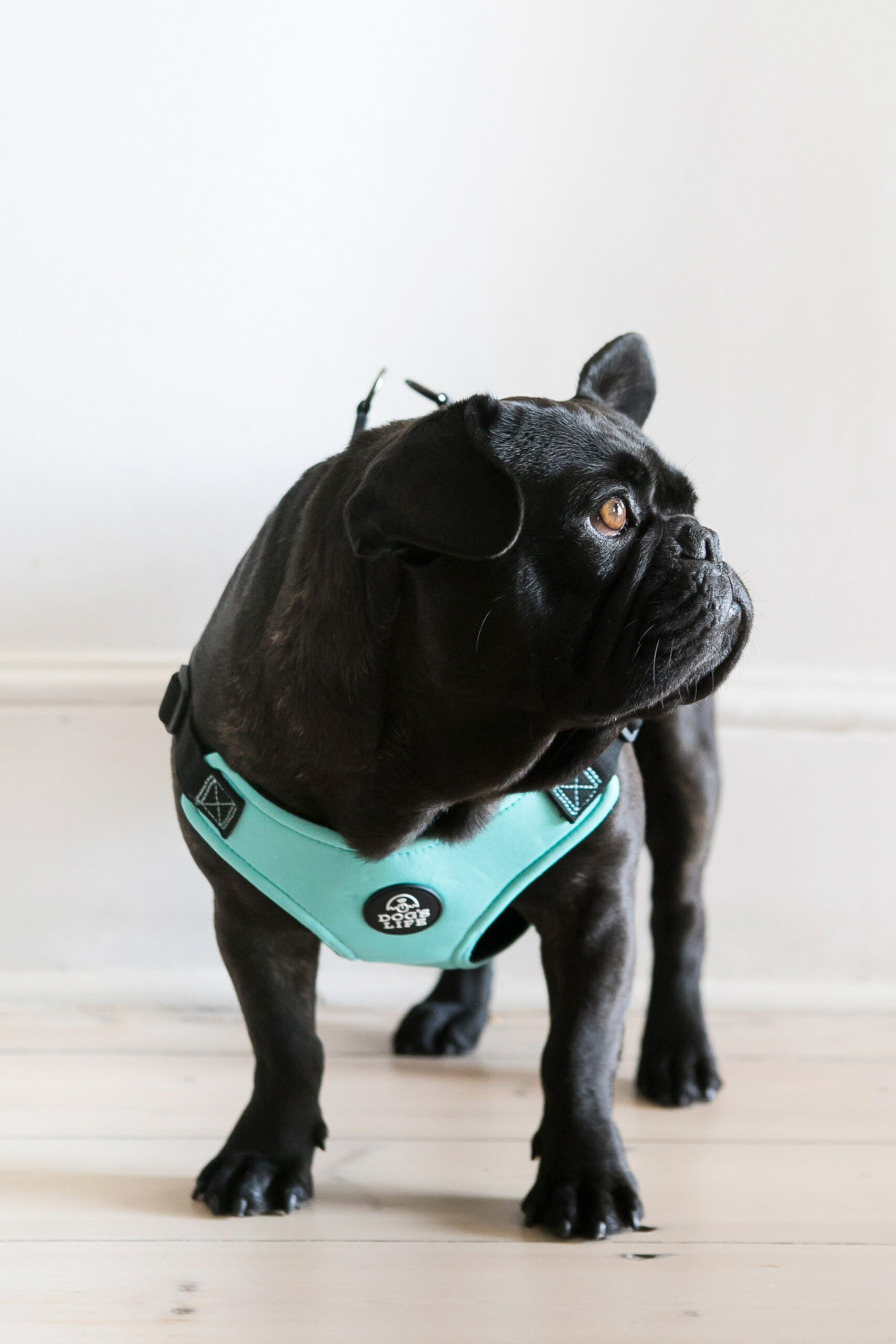 Dog's Life X Dog Neoprene Soft Harness (Turquoise) - Image 4