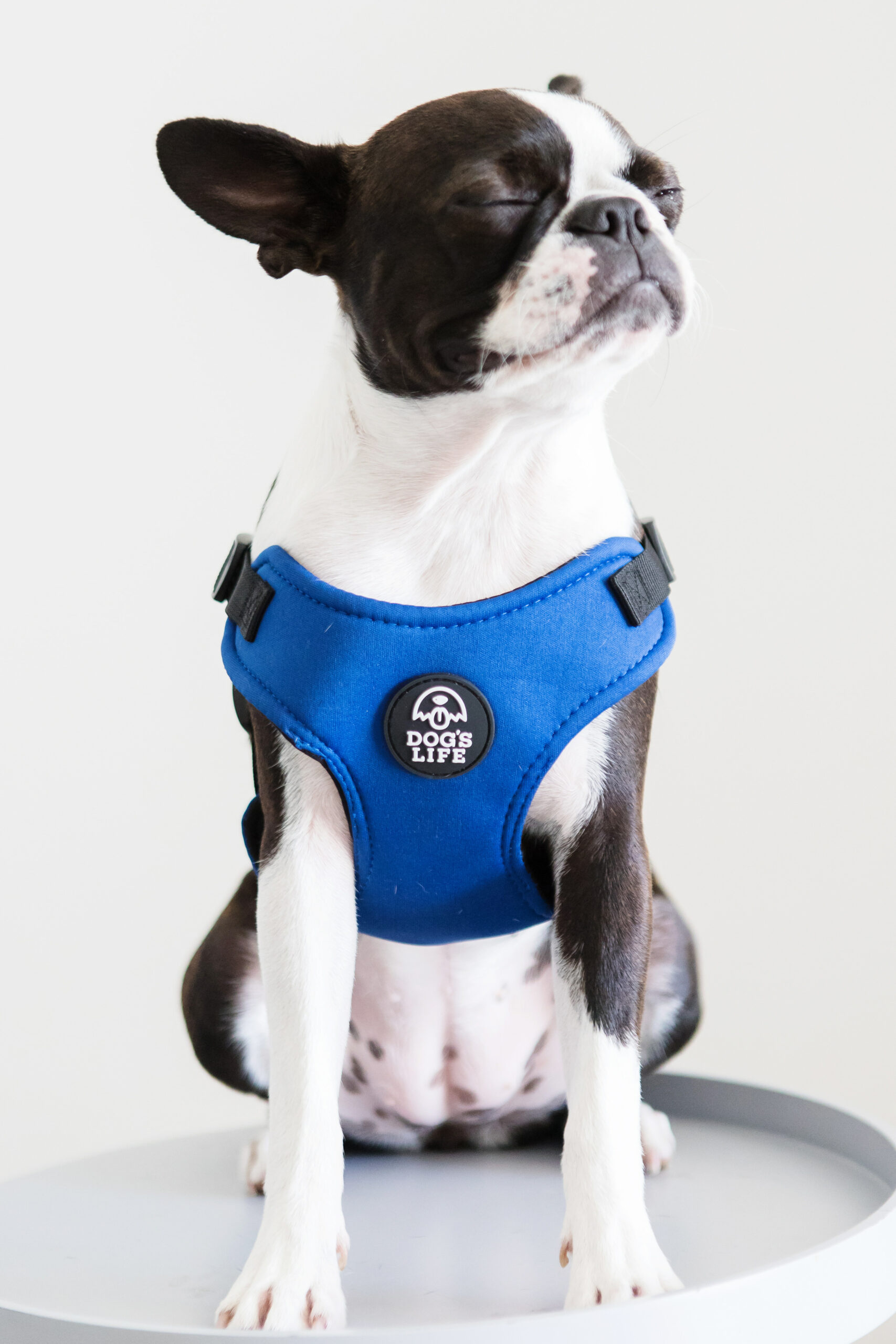Dog's Life X Dog Neoprene Soft Harness (Yale Blue) - Image 6