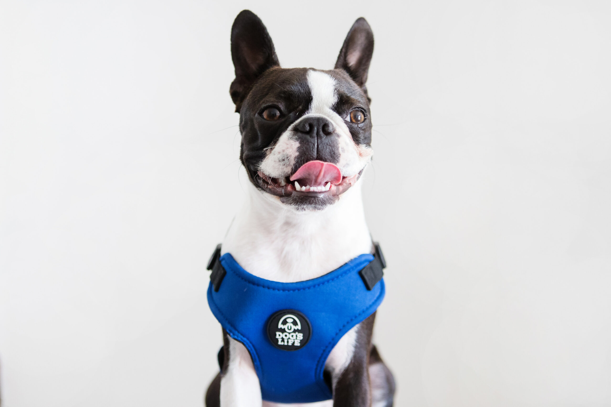 Dog's Life X Dog Neoprene Soft Harness (Yale Blue) - Image 5